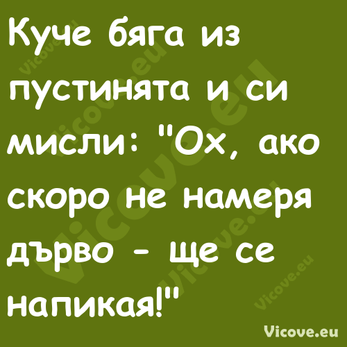 Куче бяга из пустинята и си мис...