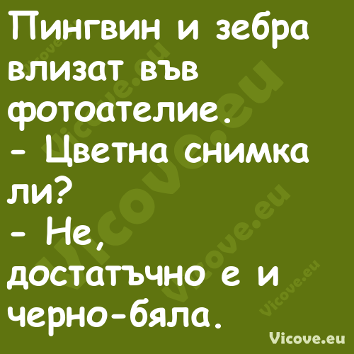 Пингвин и зебра влизат във фото...